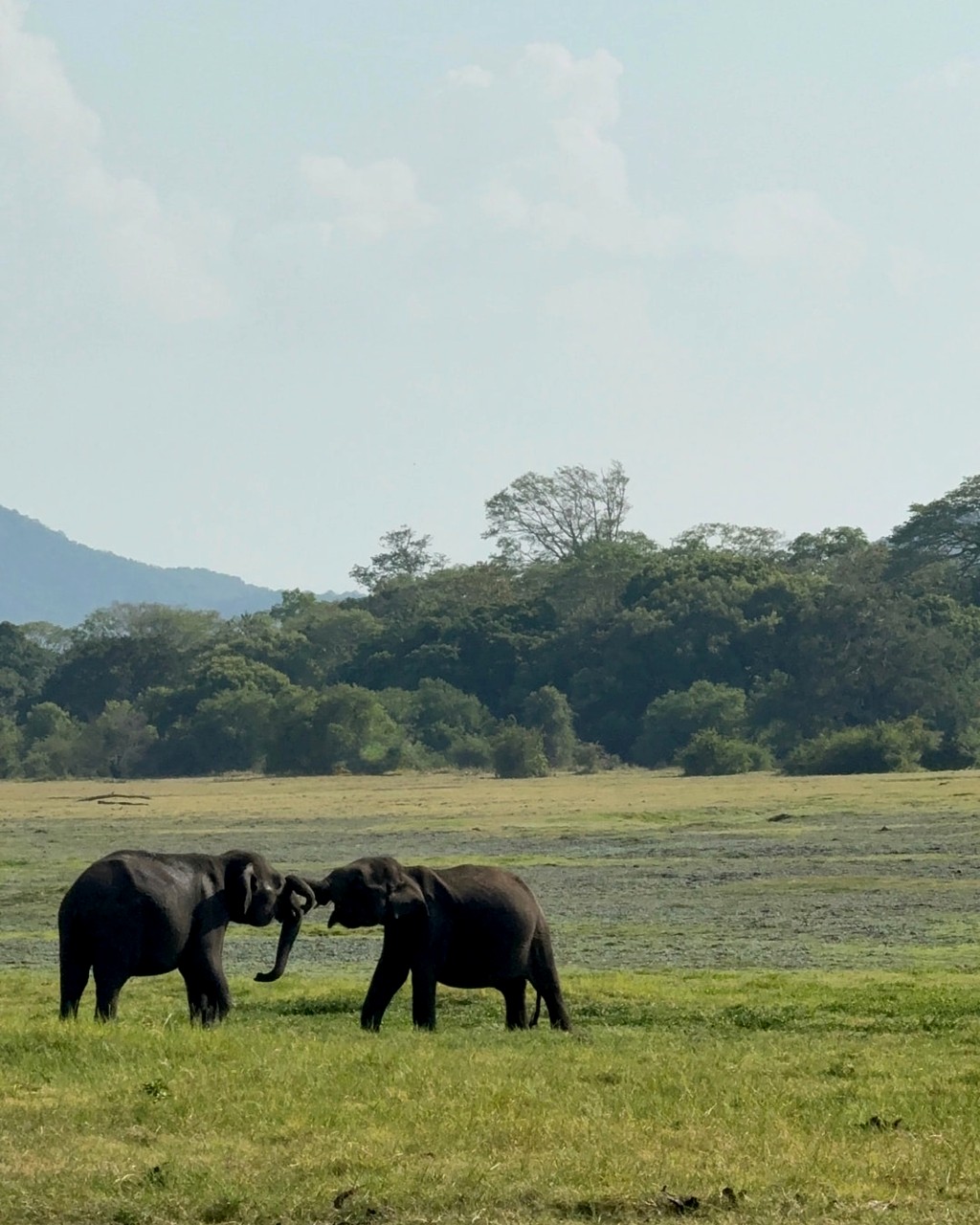 Viaje a Sri Lanka con Goa Travel Lab